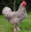 <p>welk type kip is dit</p>