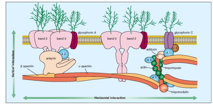 <p>a) Red Blood Cell Membrane</p>