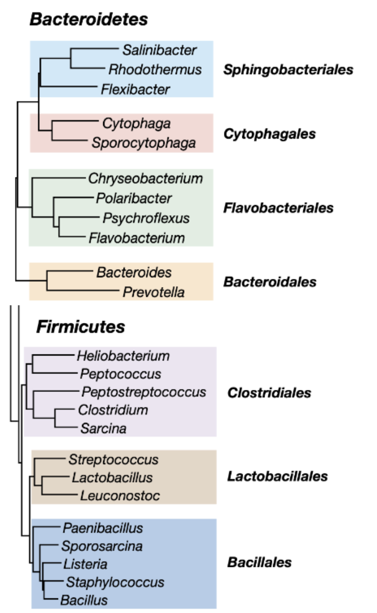 <p>obligate anaerobes fermentative species</p><p>Saccharolytic —> ferment <strong>sugars / proteins</strong> to <strong>acetate/succinate</strong></p><p></p><p>bacteroides thetaiotaomicron: </p><ul><li><p>prominent in <strong>large intestine</strong></p></li><li><p>specializes in <strong>degradation of complex polysaccharides</strong></p></li><li><p>increases diversity of plant polymers that can be degraded by human digestive tract</p></li></ul><p></p>