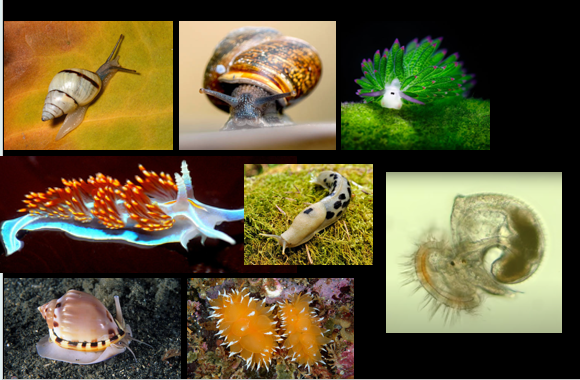 <p>Which phylum and class are these?</p>
