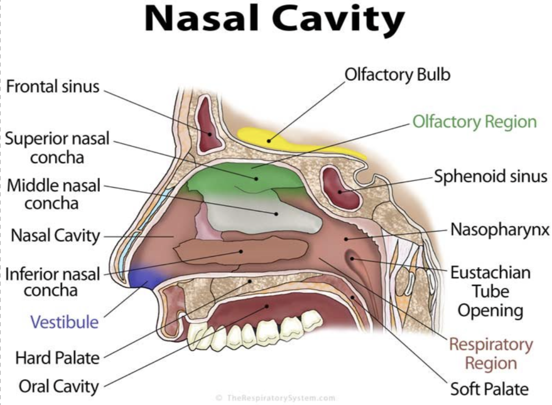 <p>Divided into 2 chambers by nasal septum</p><p>Inside the nasal cavity are thre curved bony structures called nasal conchae ( turbinates )</p><p>These structures:</p><ul><li><p>Increase the surface area</p></li><li><p>Create turbulence in airflow</p></li><li><p>Allow air to contact the lining of the nasal cavity</p></li></ul><p>This improves the filtering, warming, and moistening of air</p><p>The nasal cavity also contains paranasal sinuses, which are air-filled spaces within the surrounding bones that help warm and misten incoming air</p>