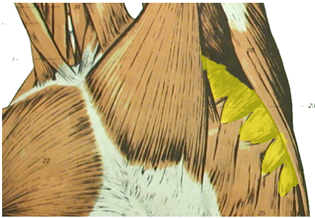 <p>What muscle is being highlighted? </p>