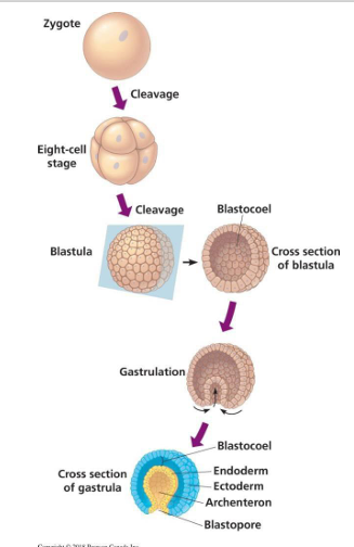 <p>1) After a spermfertilizes an egg, the zygote undergoes a series of mitotic cell divisions called cleavage</p><p>2) Eight-cell embryo formed by 3 rounds of cell division</p><p>3) Cleavage produces a multicellular stage called a blastula</p><p>4) Following blastula stage is process of gastrulation</p><p>5) Pouch formed by gastrulation called archenteron. Opens to outside via blastopore</p><p>6) Endoderm of archenteron develops into tissue lining animal’s digestive tract</p><p></p>