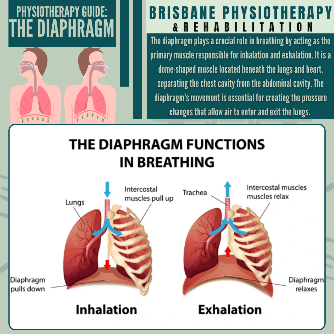 <p>A muscular structure positioned inferiorly relative to the thoracic cavity.</p>