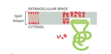 <p>A type of integral membrane protein</p><ul><li><p>protein is anchored on cytosolic face by amphipathic alpha helix.</p></li></ul><p>Ex. Sar1 - involved in membrane bending, vesicle formation</p><p></p>