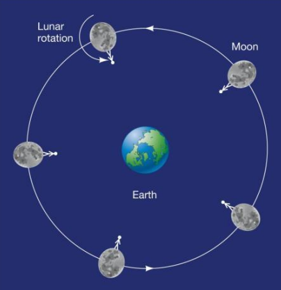 <ul><li><p>gravitational interaction between the Earth and the moon</p><ul><li><p>gravitational pull of moon causes Earth’s oceans to bulge</p></li><li><p>gravitation pull from Earth causes bulges on the moon</p></li></ul></li></ul><p></p>