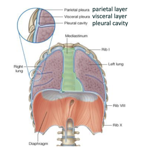 <p>Two-layered membrane that surrounds the lungs </p><ul><li><p>Parietal layer connects to and lines the thoracic wall (outer layer) </p><ul><li><p>Puncture of parietal pleurae may result in collapsed lung (pneumothorax)</p></li></ul></li><li><p>Visceral layer connects to and covers the lung (inner layer) </p><p></p></li></ul><p></p>