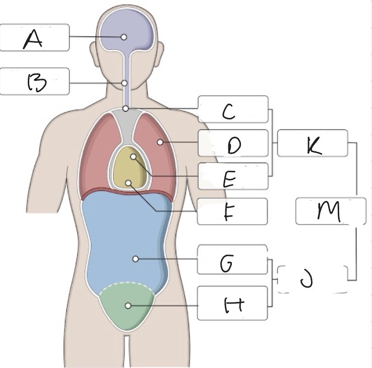 <p>what body cavity is B?</p>