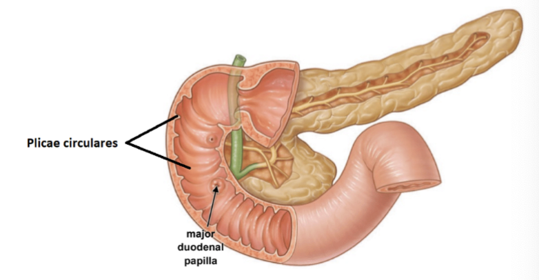 <p>plicae circulares</p>