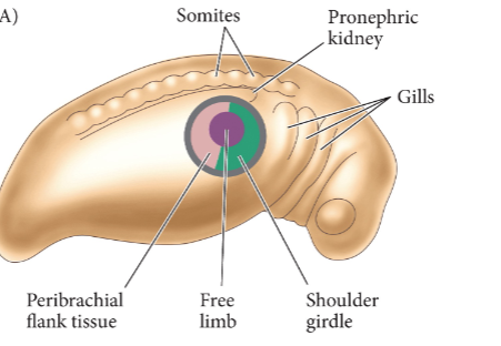 <ul><li><p>center = free limb/limb proper</p></li><li><p>shoulder girdle</p></li><li><p>peribrachial flank tissue</p></li><li><p>ring of cells with limb potentiality </p></li></ul><p></p>