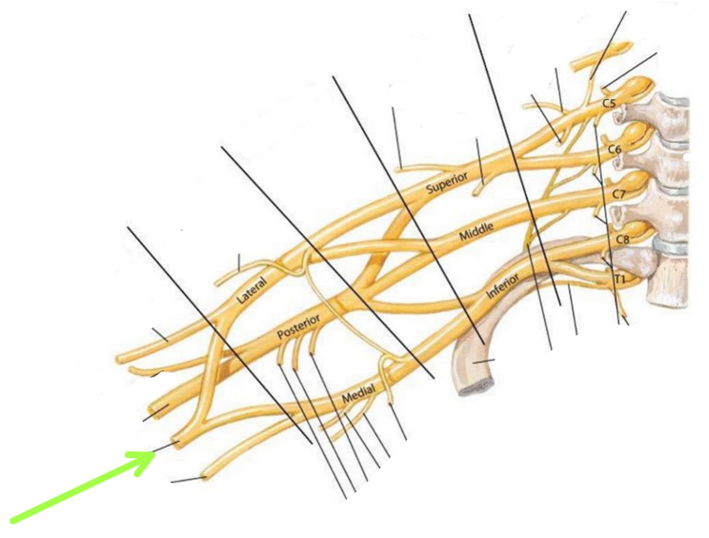 <p>Identify the structure indicated by the arrow</p>