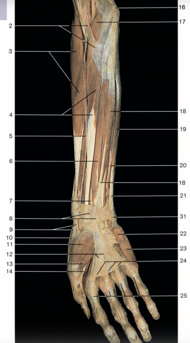 <p>Pinche 6</p>