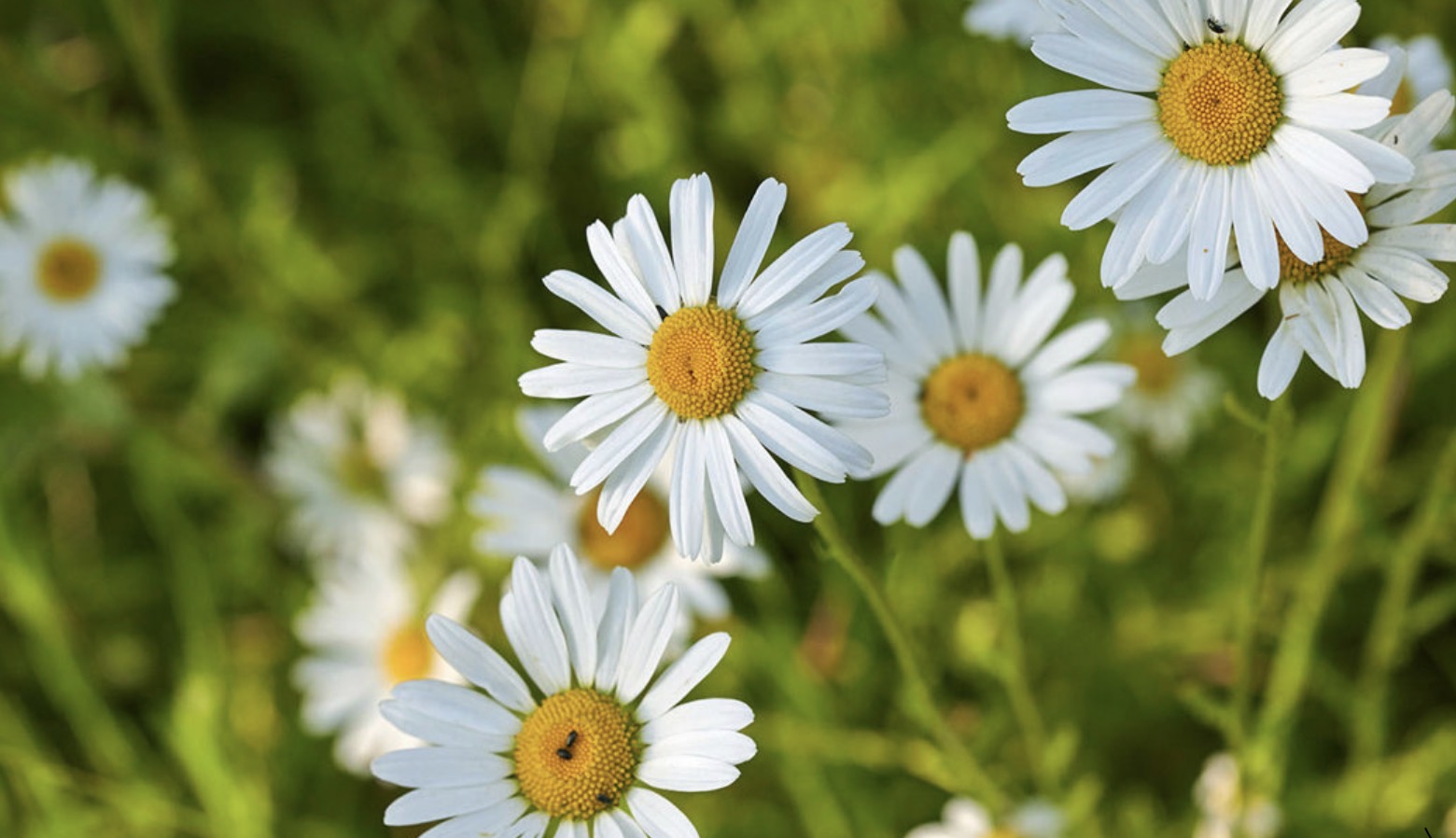 <p>Leucanthemum vulgare: Deciduous, evergreen or what?</p>