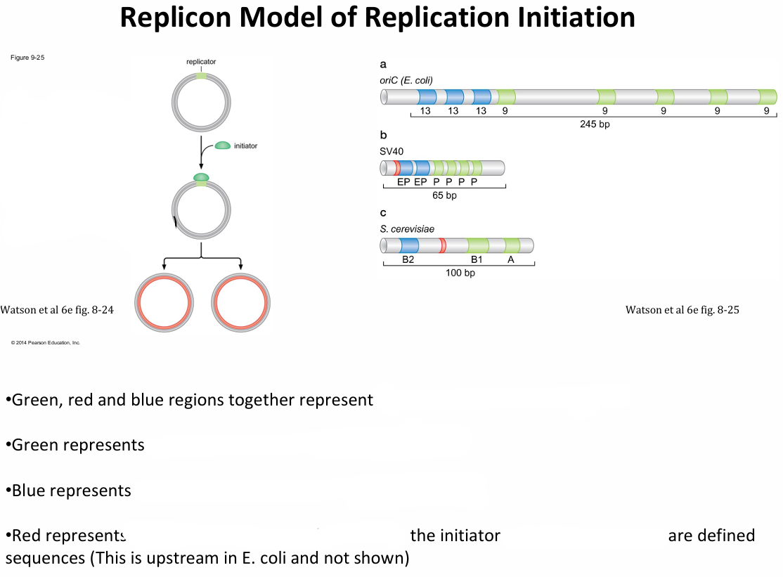<p>Explain the <strong><em>Replicon Model</em></strong>, and what are the three key components</p>