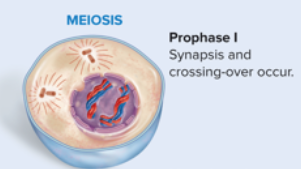 <p>Synapsis and crossing-over occur</p>