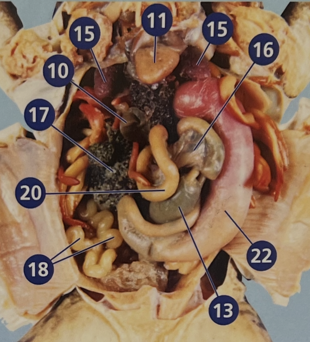 <p>11 = </p>