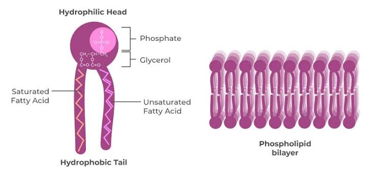 <p>What is the molecuar composition of a phospholipid (2)? What does it form?</p>