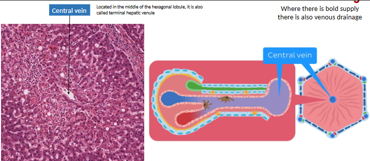 <ul><li><p>vascular channels<strong> btwn hepatic cords</strong></p></li><li><p>interlobular vessel → sinusoids → central v. → sub lobular v. → IVC</p><ul><li><p>central v. runs through center</p></li></ul></li></ul><p></p>