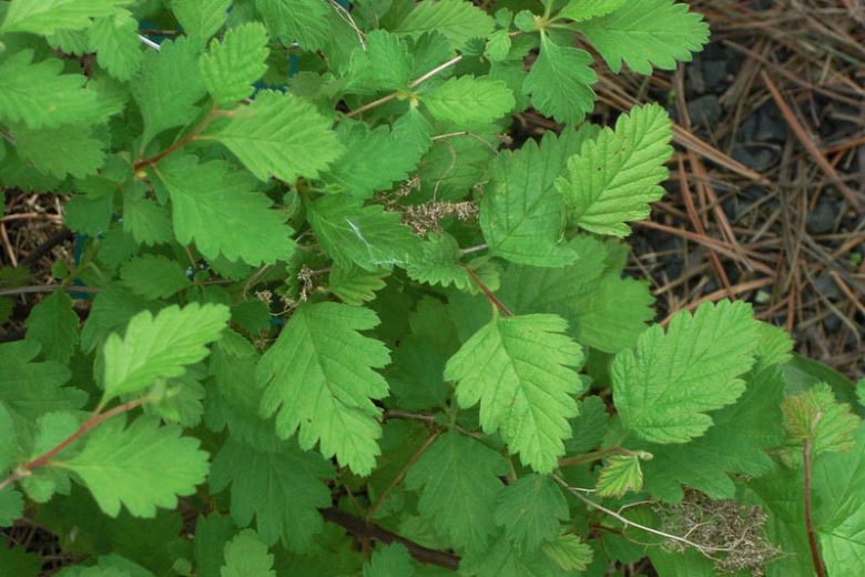 <p>Holodiscus discolor</p>