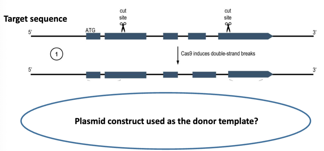 <ul><li><p>recall that it is being used to disrupt targeted genes and we need an easy way to identify <em>C. elegans</em> that have beeb succesfully edited</p><ul><li><p>note, in this study, 2 cuts were introduced in order to replace a longer stretch of sequences (requires 2 separate guide RNA constructs)</p></li></ul></li></ul><p></p>