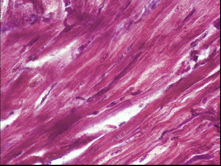 <p>Identify the type of tissue shown</p>