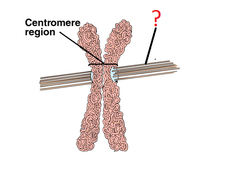 <p>rigid hallow tubes used during cell division and to move proteins through the cytoplasm</p>