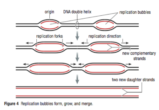 <p>1-3, simultaneously, grow, merge</p>