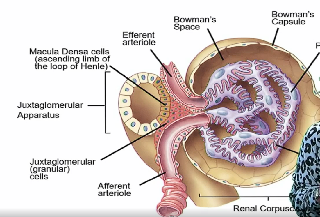 <ul><li><p>filters blood </p></li><li><p>makes filtrate & it travels through tubule</p></li><li><p>(1) Bowman's Capsule → where fluid filters into</p></li><li><p>(2) Glomerulus → specialized leaky capillaries</p></li><li><p>(3) Juxtaglomerular Apparatus (JGA) → junction of tubule & arterioles around bowman’s capsule</p></li></ul><p></p>