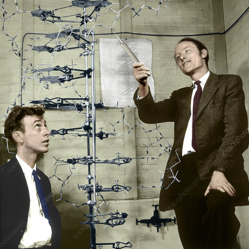 <p>1953</p><p>determined structure of DNA</p>