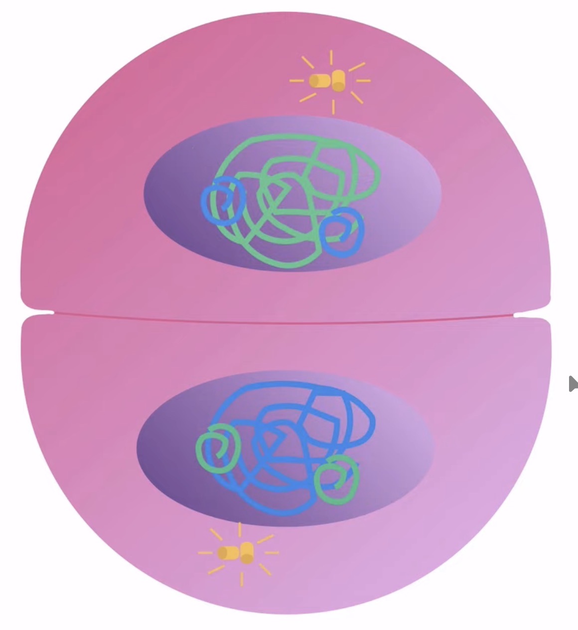 <p>What happens in telophase 1? (Meiosis)</p>