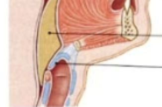 <p>Folds over due to larangyeal muscle movement, blocking off access to the trachea/larynx. </p>