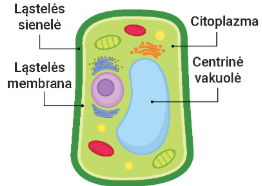 <p><span style="background-color: transparent;">Kas čia? (ne augalo ląstelė)</span></p>