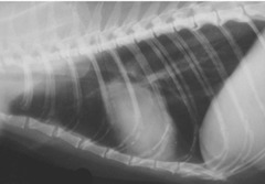 <p>Normal or abnormal?</p>