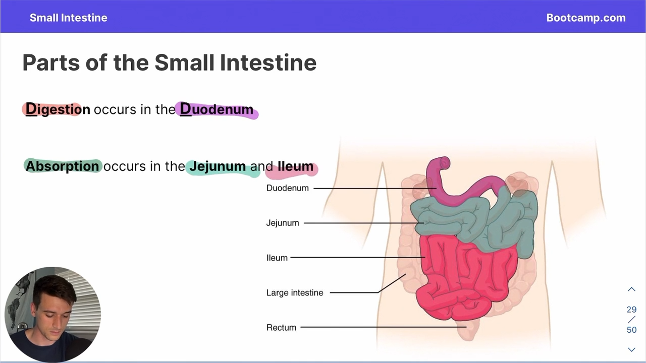 <p>in the jejunum and ileum </p>