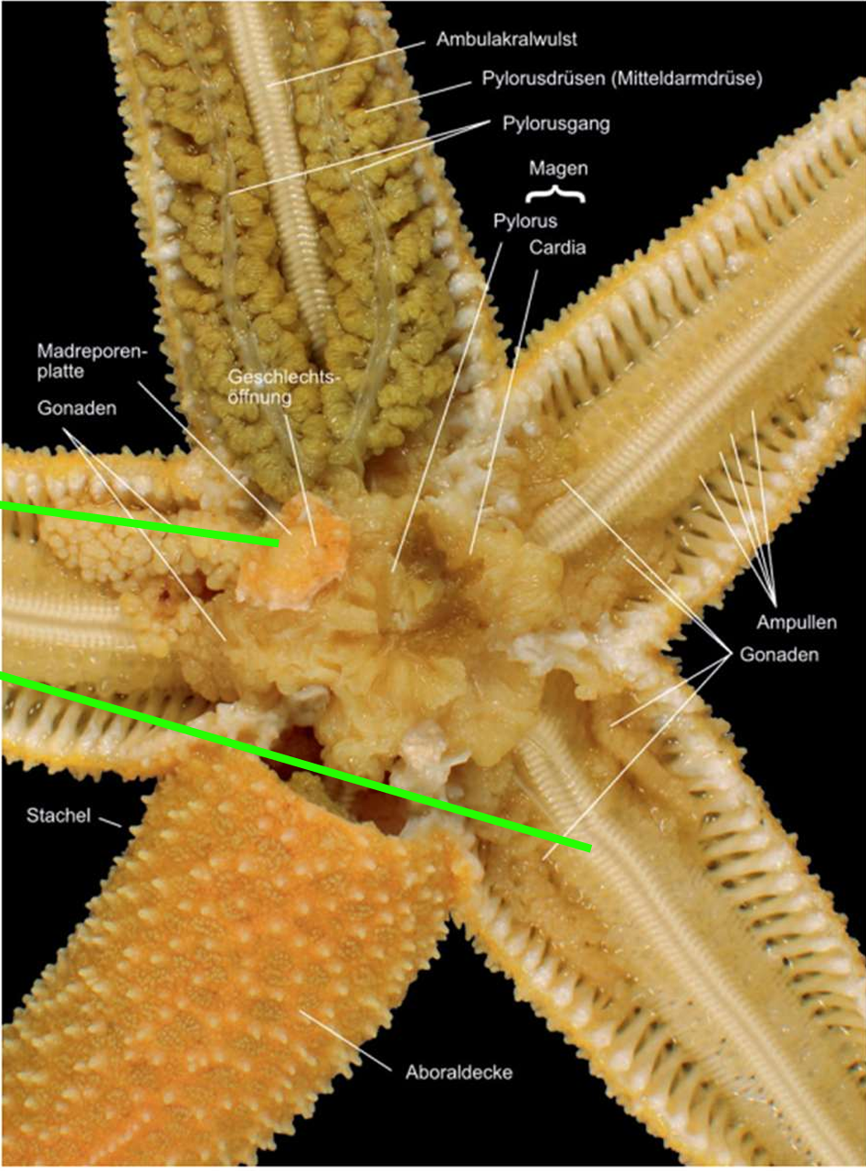 <p>Organsystem - Kanalsystem, Funktion, Polische Blase, Tiedemannsche Körperchen, Tentakelumwandlung, 2 weitere Kanalsysteme</p>
