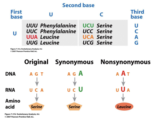 <p>B. Coding regions: recall that the genetic code is redundant (several codons code for an amino acid)</p><ul><li><p><strong>Synonymous mutations (silent)</strong> = do not change the amino acid sequence </p></li><li><p><strong>Nonsynonymous mutations</strong> = change the amino acid sequence</p></li></ul><p></p>