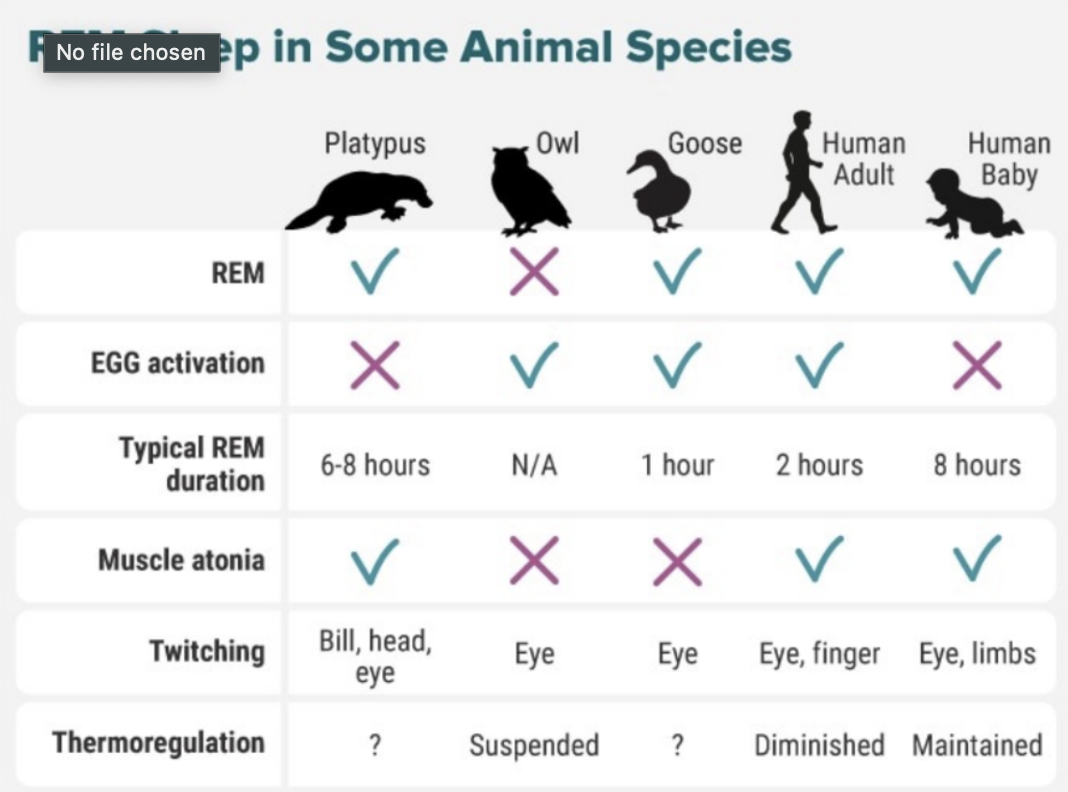 <ul><li><p><span style="background-color: transparent;">Mammals + birds engage in REM</span></p></li><li><p><span style="background-color: transparent;">Platypus = most REM (6-8 hours)</span></p><ul><li><p><span style="background-color: transparent;">Special class of mammal = lay eggs but have fur and can regulate body temp</span></p></li><li><p><span style="background-color: transparent;">Similar to humans AND birds</span></p></li><li><p><span style="background-color: transparent;">No EEG activation (same as human baby)</span></p></li><li><p><span style="background-color: transparent;">Muscle atonia</span></p></li></ul></li><li><p><span style="background-color: transparent;">Owls and Goose do not have atonia due to sleeping in trees</span></p><ul><li><p><span style="background-color: transparent;">Own no rem (there eyes are fixed)</span></p></li></ul></li><li><p><span style="background-color: transparent;">Colder climate = more REM sleep animal gets</span></p><ul><li><p><span style="background-color: transparent;">Brain stays warm as the body cools due to brain activity</span></p></li></ul></li></ul><p></p>
