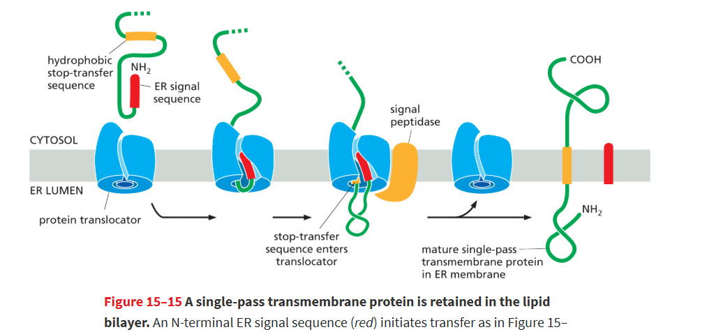 <p>this is a seq. made of hydrophobic a.a on ER transmembrane proteins</p><ul><li><p>they will REMAIN in the bilayer in single and multipass proteins </p></li><li><p>they will form an alpha helical membrane spanning segment that <strong>anchors protein in membrane</strong></p></li></ul><p></p>