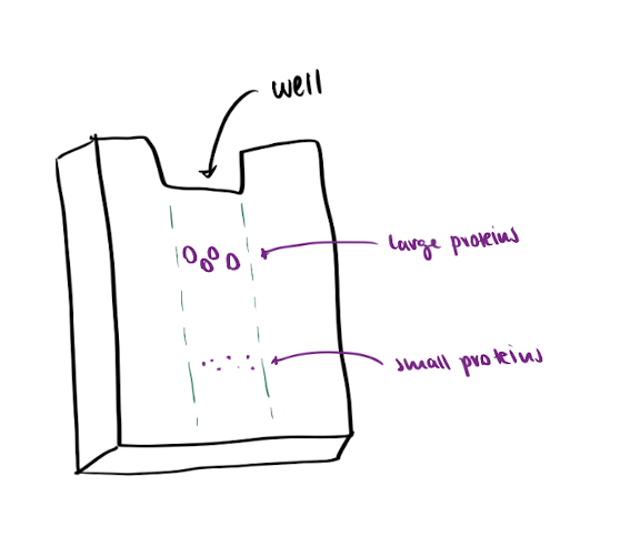 <p>SDS-PAGE : method</p>