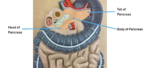 <p>tail of pancreas, body of pancreas, head of pancreas </p>