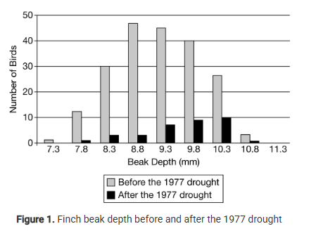 <p>Finch beak depth was measured before and after a severe drought in 1977. The averaged results are shown in Figure 1. After the drought, there were fewer seeds available for the finches to eat and the seeds that did remain were larger and harder to crack open. Researchers claim that when large, hard seeds are the predominate food source, the average beak depth of these finches tends to increase in subsequent generations.</p><p>Using the evidence provided, which of the following best justifies the researchers' claim?</p><p><strong>A) </strong>Finch beak depth increased after the drought because the overall numbers of finches decreased, reducing competition for resources.</p><p><strong>B) </strong>Finch beak depth increased as a consequence of selective pressure after the drought because the remaining seeds were larger and harder.</p><p><strong>C) </strong>Finch beak depth increased after the drought due to intraspecific competition since finches with deeper beaks attract more mates.</p><p><strong>D) </strong>Finch beak depth increased after the drought due to increased predation since finches with deeper beaks can fight off predators more effectively.</p>