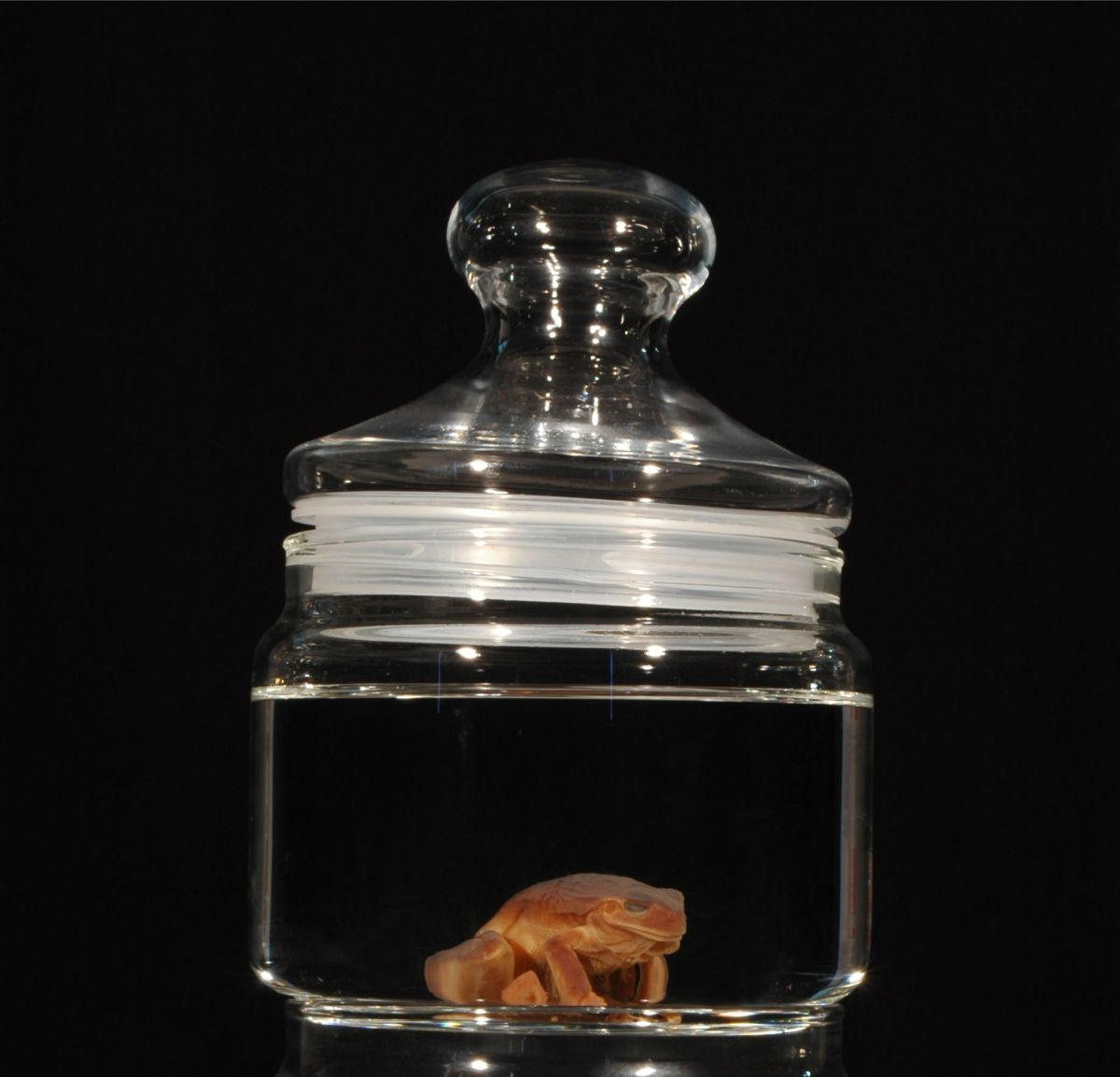 <p></p><p>Los adultos frecuentan prados, juncales, zarzales y zonas arbustivas densas cerca de charcas y ríos. Sus principales hábitats de reproducción son las charcas temporales.</p><p>Depredador insectívoro.</p><img src="https://ccz.ugr.es/img/colecciones-cientificas/CHD443_2.jpg" data-width="50%" data-align="center" alt=""><p></p>