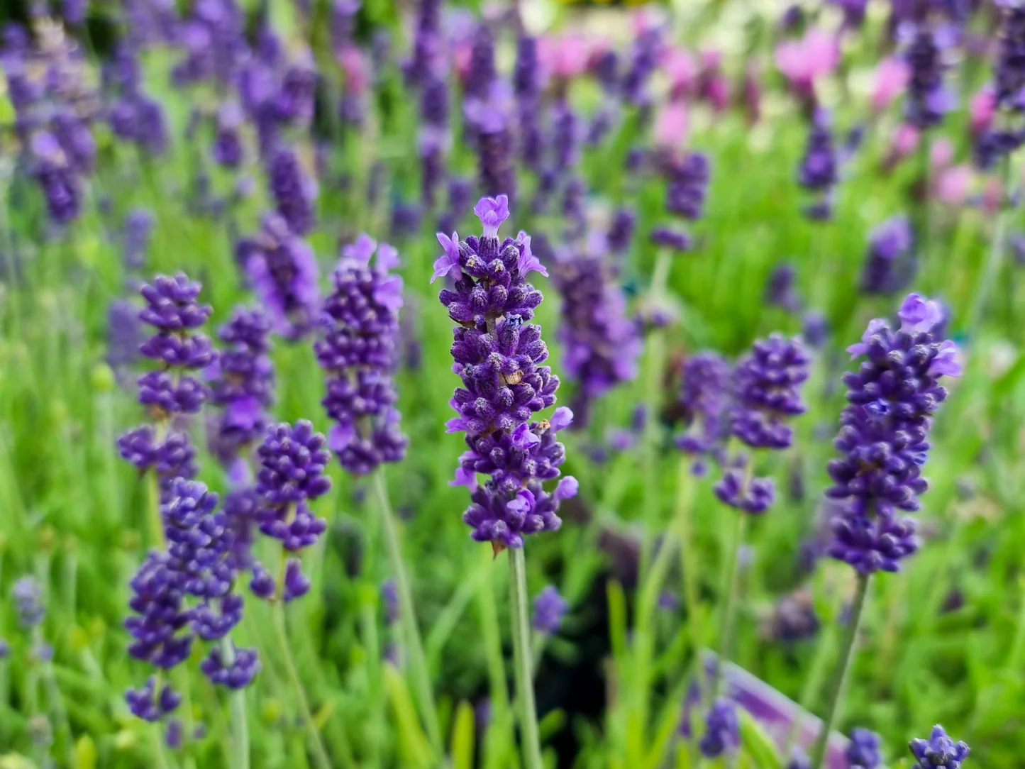<p><strong>Common name</strong>: Lavender</p><p><strong>Part used</strong>: Flowerheads</p><p><strong>Uses</strong>: <strong>Relaxant</strong>; antimicrobial, antifungal, and antioxidant</p><p><strong>Constituents</strong>: <strong>Linalool, linalyl acetate, camphor (monotterpenes; essential oils)</strong>; phenolics, flavonoids</p>
