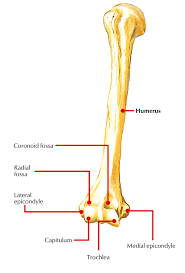 <p>The bony prominence on the outer side of the elbow</p>