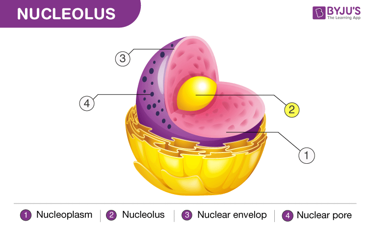<p>nucleolus</p>