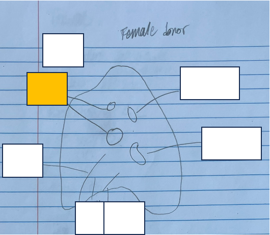 <p>id and func. + which lung</p>