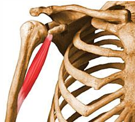 <p>m. coracobrachialis, i</p>