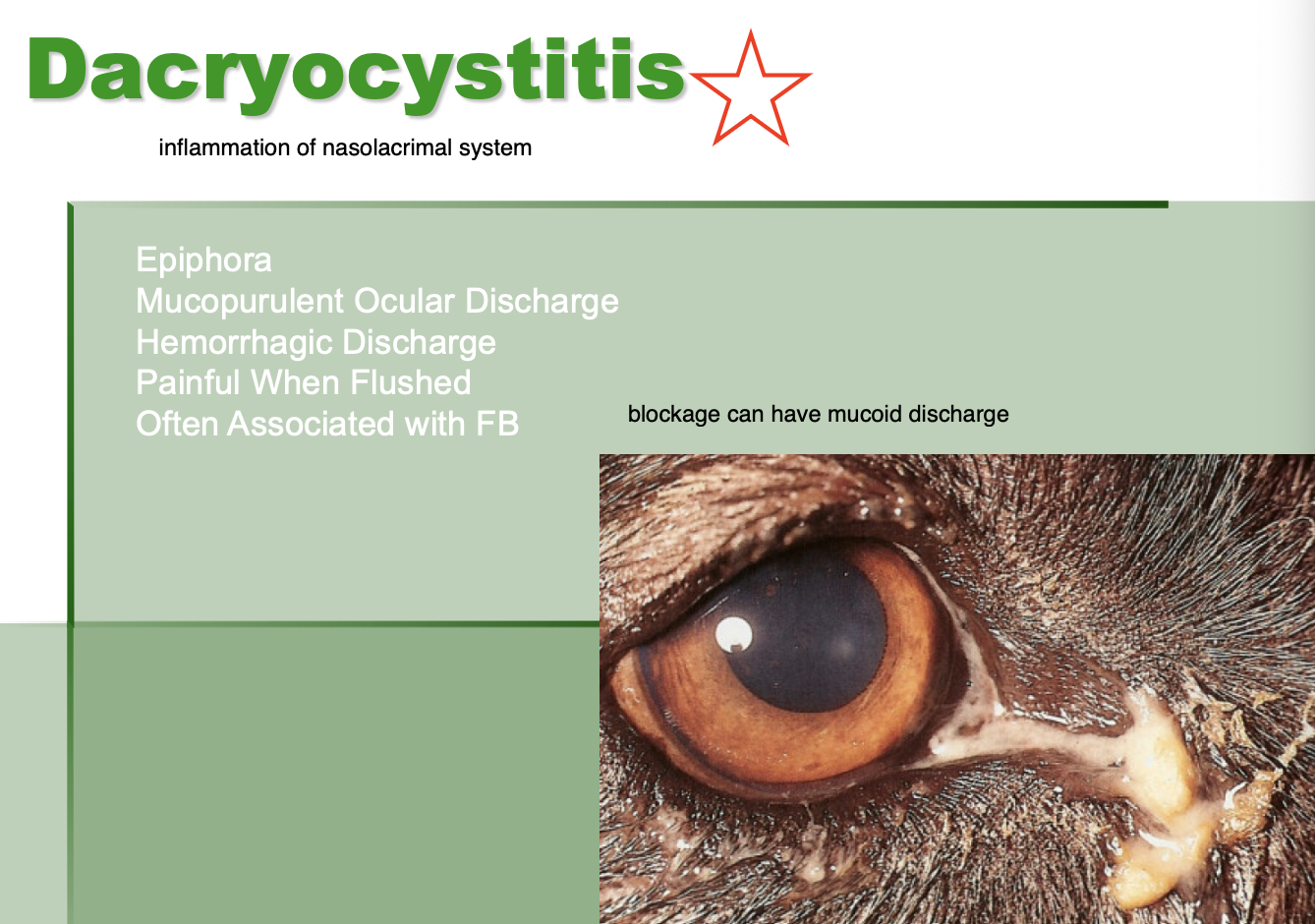 <p>Epiphora.</p><p>Mucopurulent ocular discharge.</p><p>Hemorrhagic discharge.</p><p>Pain when flushed.</p>