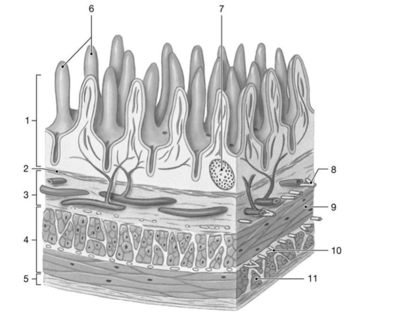 <p>what is the function of the structure labeled โ9โ</p>