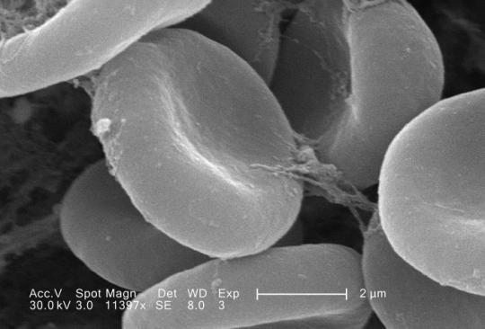 <p>What kind of human cell is this?</p>